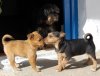 Dogs.jpg