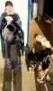 WifeDogs.jpg