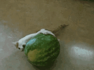 1782831971611.gif