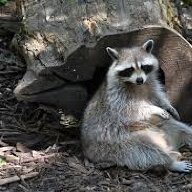 Poubelle