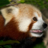 RedPanda